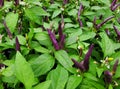 A spread of the dwarf ornamental purple pepper plants