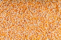 Spread ed yellow corn kernels Background. Corn texture lots of corns or maize as background. dry corn seed for animal feed. Royalty Free Stock Photo