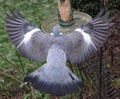 Spread feather detail on back of Woodpigeon