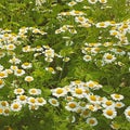 Spread of large leucanthemum daisies