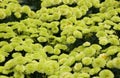A spread of lime green color of Pompon mum `Kermit` flowers