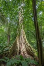 Spread out root base of tall tree, Parque Nacional Carara, Costa Rica