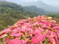 Spread of Pink Flowers set in Mount Inerie Manulalu Bajawa