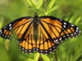 spread wide opwn, not shy .. show your true colors, self respect, dignity. monarch butterfly Royalty Free Stock Photo