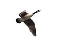 Spread Wing Canada Goose Whie Background Royalty Free Stock Photo