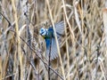 Spread wings blue tit