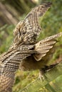 Spread wings of the Eurasion Eagle Owl