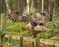 Spread wings of the Eurasion Eagle Owl