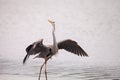 Spread wings of a great blue heron Ardea Herodias Royalty Free Stock Photo