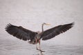 Spread wings of a great blue heron Ardea Herodias Royalty Free Stock Photo