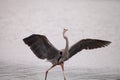 Spread wings of a great blue heron Ardea Herodias Royalty Free Stock Photo