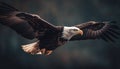 Spread wings, majestic bald eagle in flight generated by AI Royalty Free Stock Photo