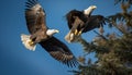 Spread wings of majestic bald eagle soaring generated by AI Royalty Free Stock Photo