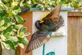 Common European Starling Royalty Free Stock Photo