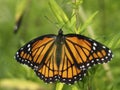 spread your wings, overcome shyness, wide winged monarch butterfly Royalty Free Stock Photo