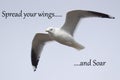 Spread your wings and Soar - Inspirational Quote