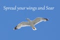 Spread your wings and Soar - Inspirational Quote