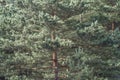 Green pine branches Royalty Free Stock Photo