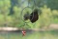 Spreading Airplant