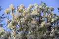 Spreading ash tree with its white blossoms Royalty Free Stock Photo