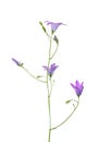 Spreading Bellflower (Campanula patula) Royalty Free Stock Photo