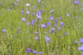 Spreading bellflower, Campanula patula Royalty Free Stock Photo