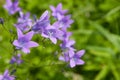 Spreading bellflower (Campanula patula) Royalty Free Stock Photo