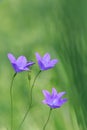 The spreading bellflower CampÃÂ¡nula pÃÂ¡tula with green clear background Royalty Free Stock Photo