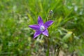 Spreading bellflower closeup photo Royalty Free Stock Photo