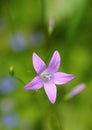 Spreading Bellflower and smooth green background Royalty Free Stock Photo