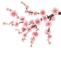 Spreading branch of pink cherry blossom. EPS 10 Royalty Free Stock Photo