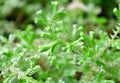 Spreading clubmoss Royalty Free Stock Photo