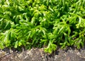 Spreading clubmoss or selaginella kraussiana