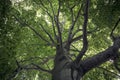 Spreading crown of beech tree Royalty Free Stock Photo