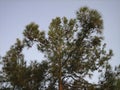 The spreading crown of a pine tree surrounded by other trees in the forest of central Russia