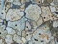 Crustose white lichen with black spots on seashore rocks, detail, North Devon, UK.