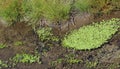 Duckweed spreading in a slow moving creek Royalty Free Stock Photo