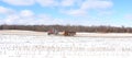 Spreading fertilizer manure on winter snow covered agriculture crop corn field Royalty Free Stock Photo