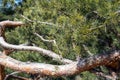 Spreading green branches of a pine tree. Pine needles on a tree, beautiful close-up shot of nature Royalty Free Stock Photo