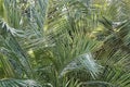 Spreading lush green palm leaves