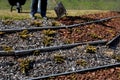 Spreading mulch bark with a shovel from a car and delivery to the garden, where gardeners mulch ornamental flower beds and shrubs Royalty Free Stock Photo