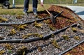 Spreading mulch bark with a shovel from a car and delivery to the garden, where gardeners mulch ornamental flower beds and shrubs Royalty Free Stock Photo