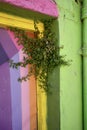 Spreading Pellitory Plant (Parietaria Judaica) growing over a multicolored door frame on a green wall.