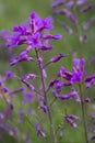 Spreading Pod Rockcress Royalty Free Stock Photo