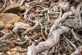 The spreading root system of the old tree on the ground. The variety of shapes in wild nature. Perfect background for the various