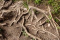 Spreading root system of tree; deep forest image