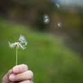 Spreading the seeds. Hand holding a Dandelion Royalty Free Stock Photo