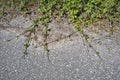 The spreading stolons of wild strawberry on the roadside Royalty Free Stock Photo