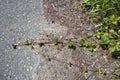 The spreading stolons of wild strawberry on the roadside Royalty Free Stock Photo