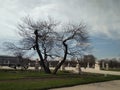 Spreading tree. Blue sky. Green lawn. Spring in Paris.
